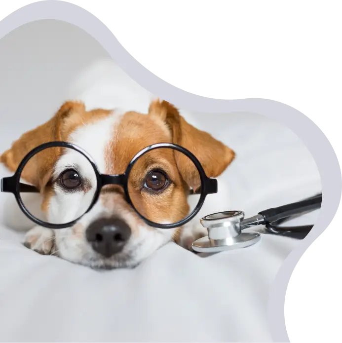 כלב עם משקפיים- דר אלכסנדר אפשטיין