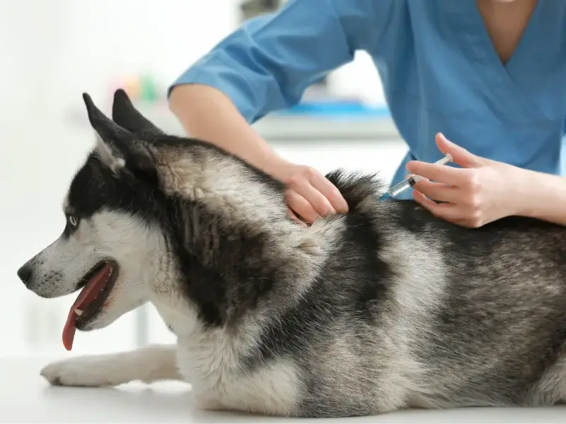 כלב האסקי מקבל חיסון נגד כלבת ממרפאה בצפון של ד''ר אלכס אפשטיין