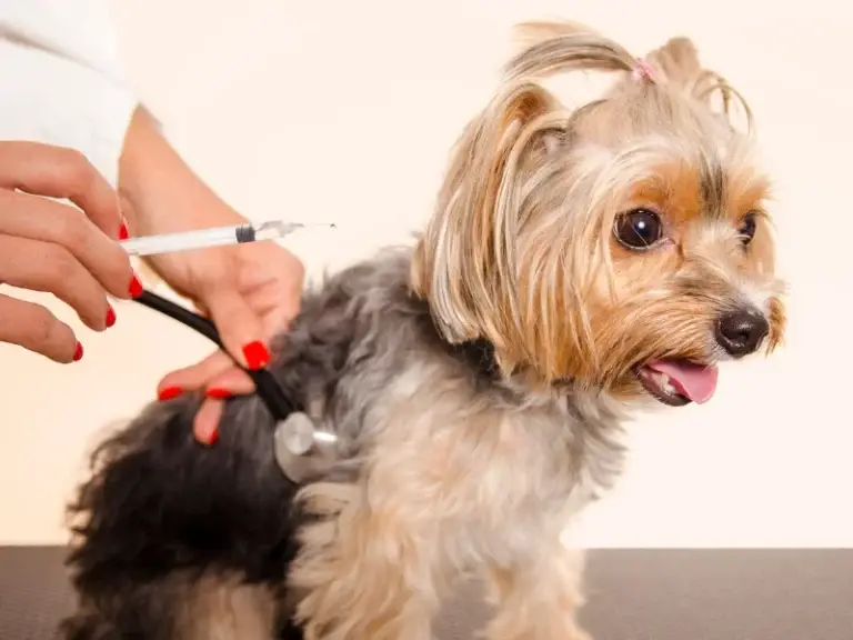 כלב קטן שמח מחיסון לכלבים של ד''ר אלכס אפשטין